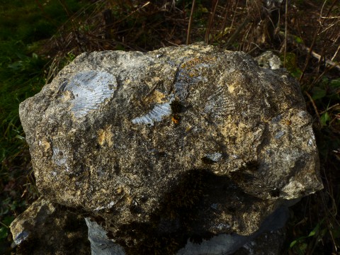 Calcaire à l'origine de la chaux